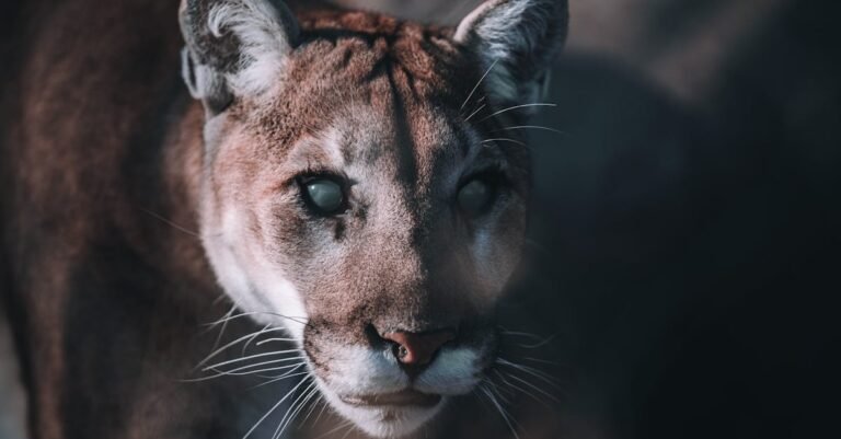 301 Cougar Names: Creative Ideas for Female and Male Cougars