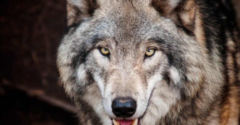 496 Best Wolf Names: Cool, Mythical, Norse, Native American