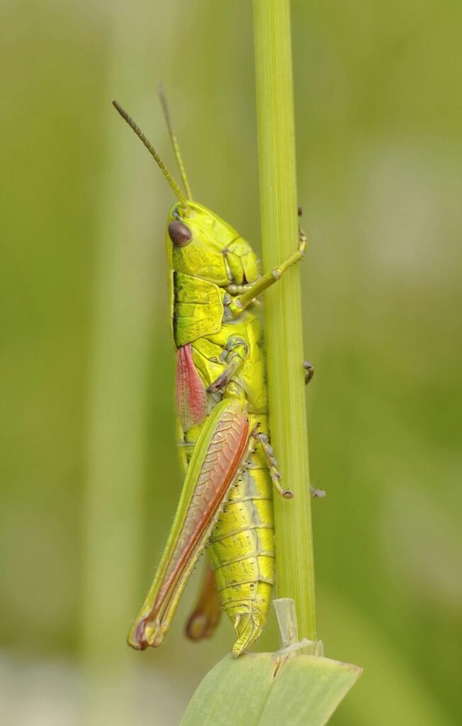 Macro shot of a green grasshopper perched on a plant stem against a blurred background.