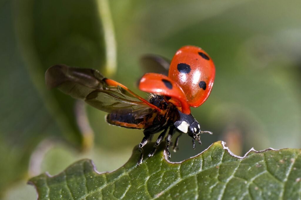 Macro shot of a ladybug spreading its wings on a green leaf.