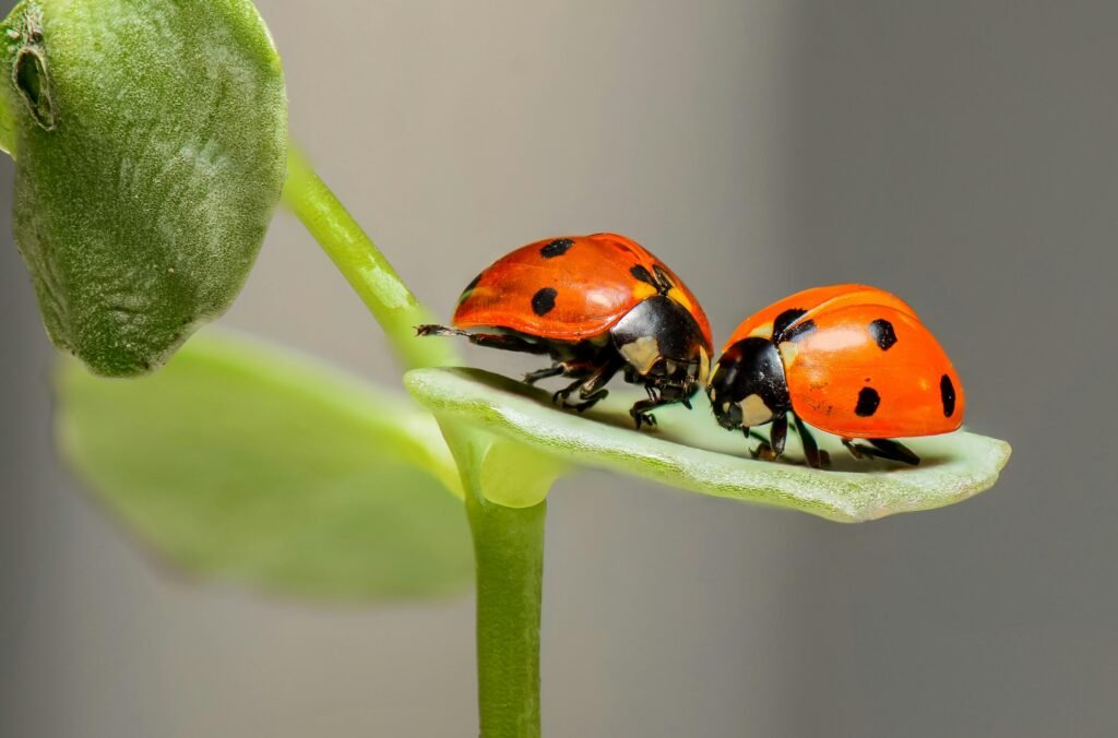 Macro shot of two ladybugs on a green leaf, showcasing nature's beauty.