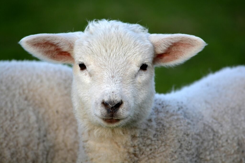 Charming close-up of a white lamb with fluffy woolry in a rural setting.