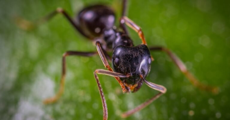 350 Creative and Fun Ant Names for Your Tiny Companions