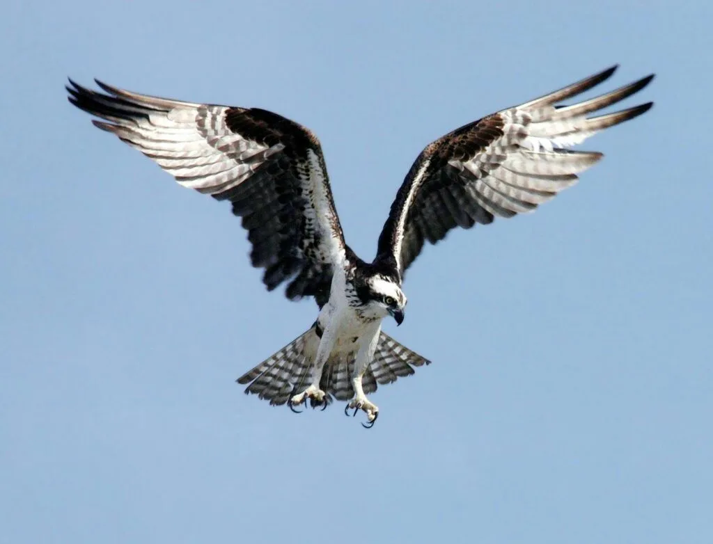 Close-up of an osprey gliding through clear skies with wings wide open, showcasing nature's beauty.