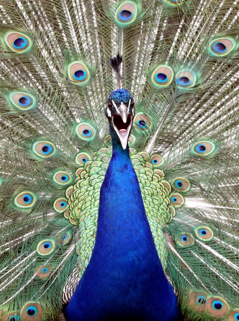 Blue Male Peacock