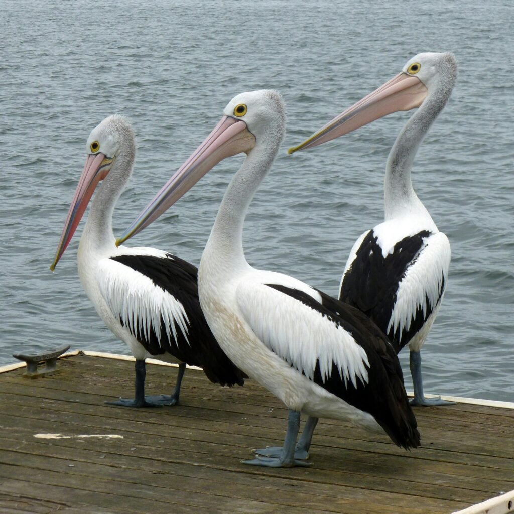 Black and White Long Beak Bird