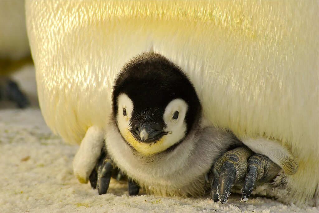 Close-up of a cute emperor penguin chick nestled under its parent in the Antarctic snow.