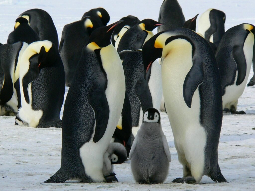 A group of emperor penguins with their chicks on a snowy landscape showcasing family bonding in the wild.