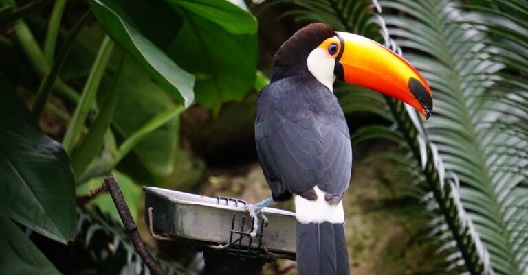 299 Best Toucan Names: Playful, Funny, and Unique Options