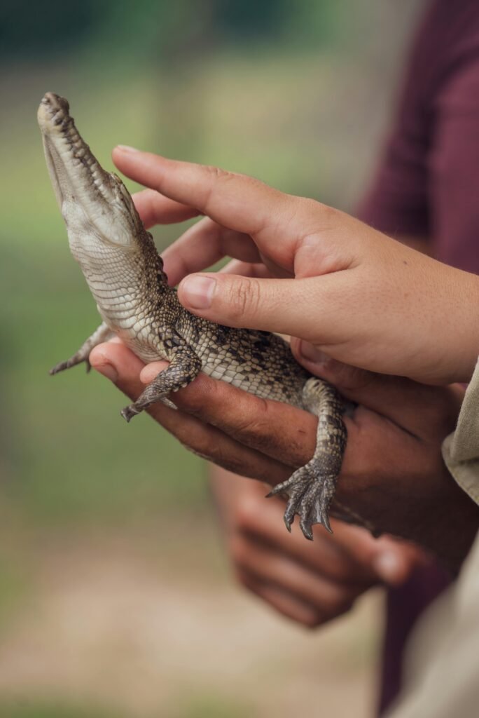 Hands gently holding a baby crocodile in an outdoor setting, showcasing wildlife interaction.