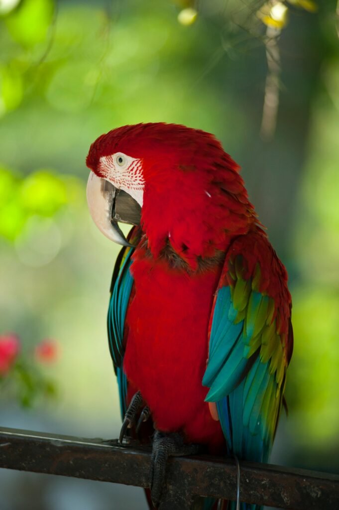 Macaw Bird