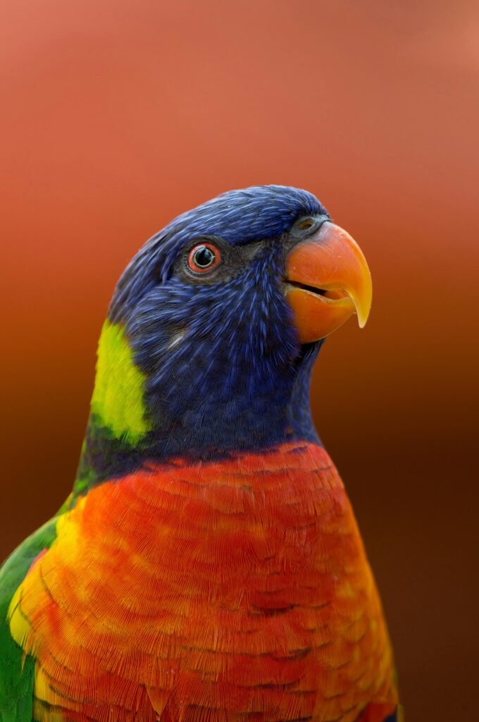 Colorful close-up of a rainbow lorikeet showcasing its vibrant plumage and distinctive beak.