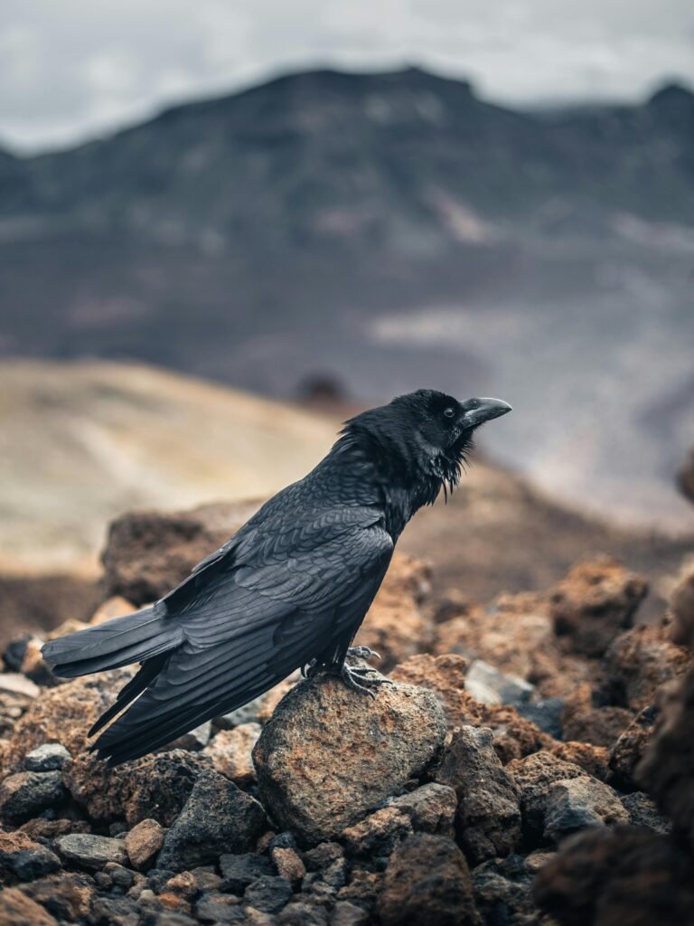 Raven sitting on a rocky terrain in a mountainous landscape, evoking a wild and mysterious atmosphere.