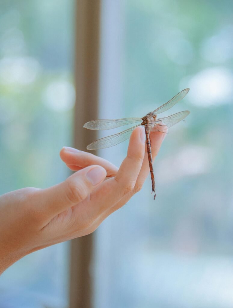 A close-up image of a dragonfly perched on a person's hand, captured in natural daylight outdoors.