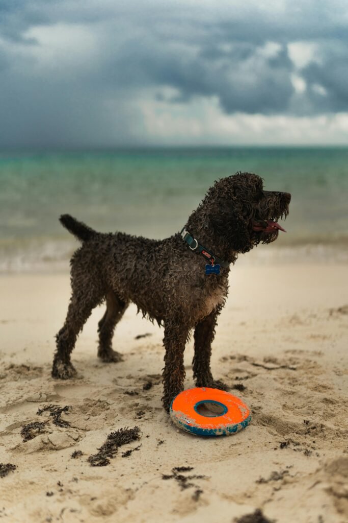 A Lagotto Romagnolo stands playfully with a toy on Playa del Carmen's sandy shore.