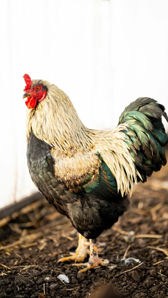 Vibrant rooster with colorful feathers standing on farm soil, ideal for agricultural themes.