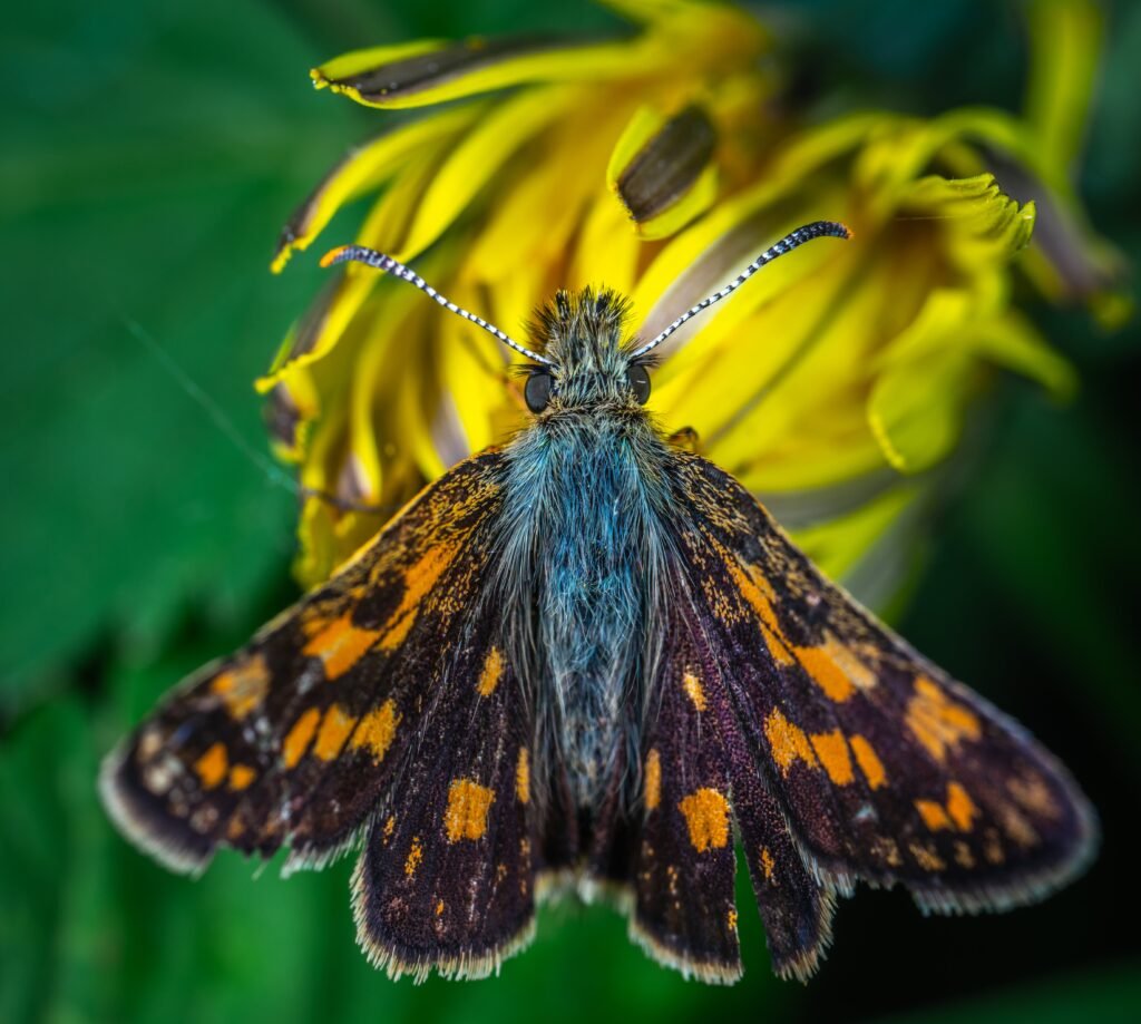 Detailed macro image of a colorful moth on a vibrant yellow flower, showcasing intricate patterns.