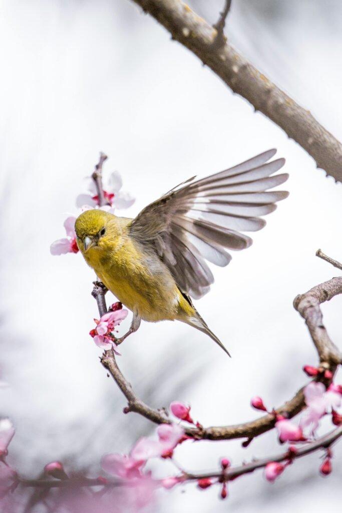 A yellow warbler perched on cherry blossoms with outstretched wings, showcasing nature's beauty.