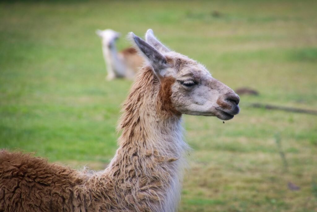 A portrait of a llama standing in a grassy field, showcasing its fluffy fur.