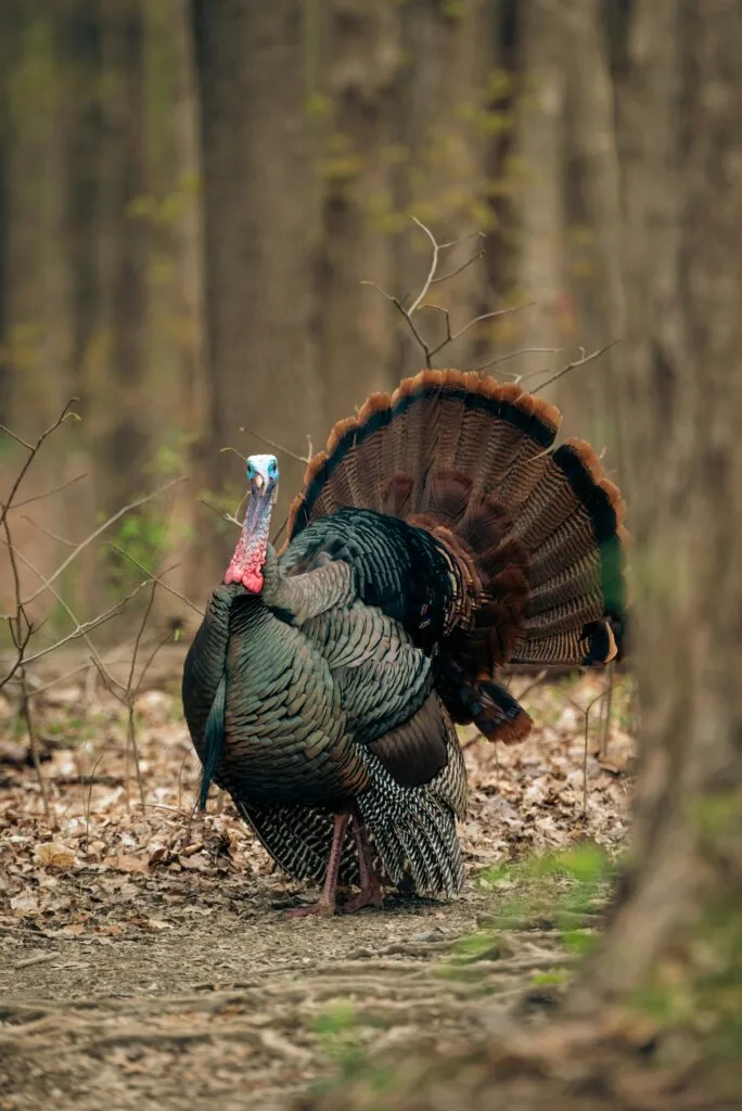 A wild turkey showcasing its plumage in a serene forest setting.