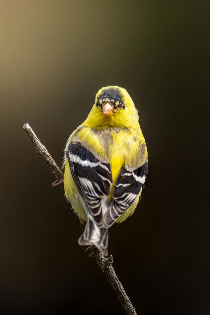 Yellow and Black Bird on Brown Tree Branch