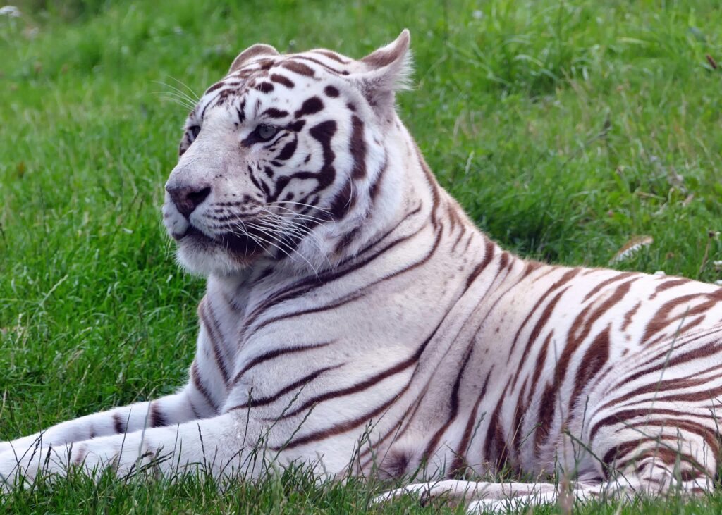 Close-up of a majestic white tiger lying calmly on lush green grass, showcasing its unique striped fur.