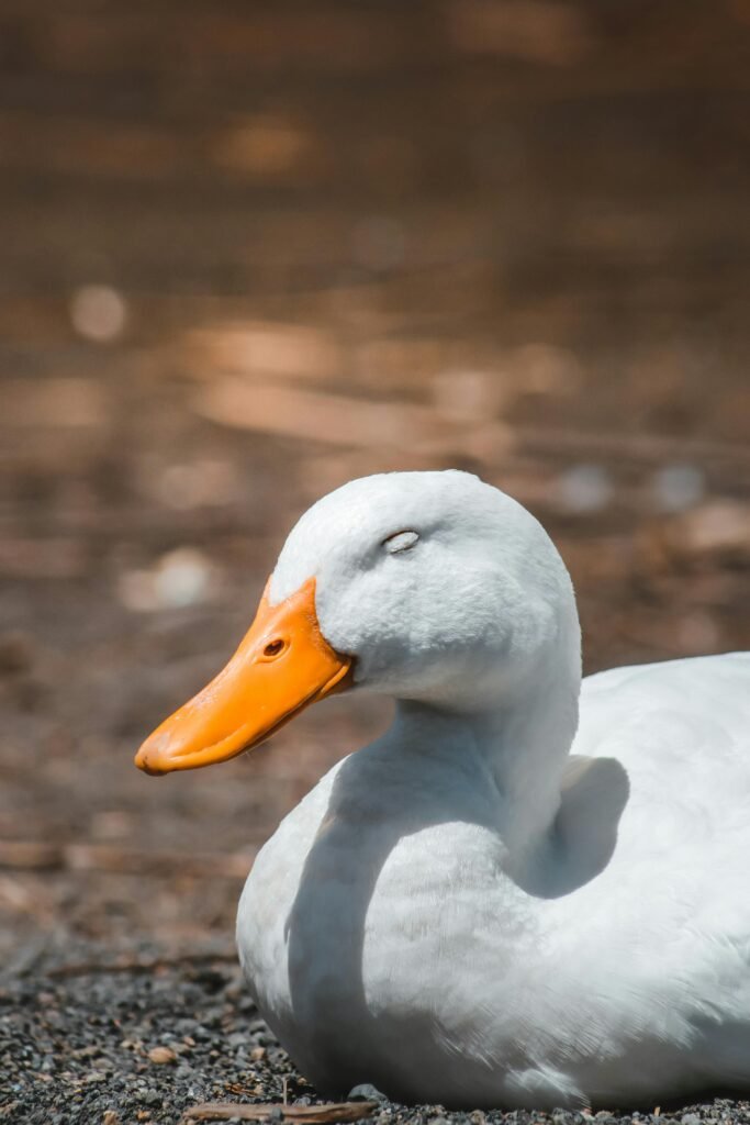 Close up of Sleeping Duck