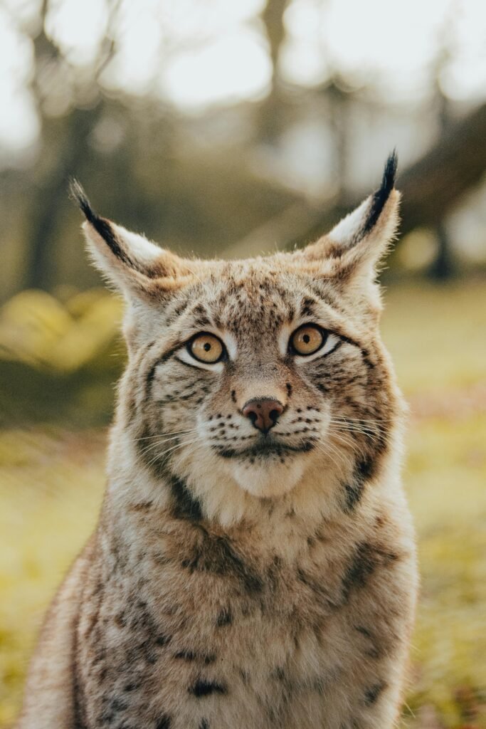 Close-up portrait of an Eurasian lynx in the wild, showcasing its distinct fur and alert expression.