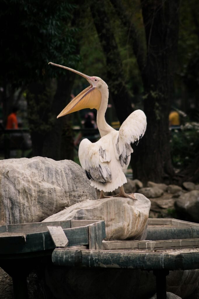 Pelican Standing on Stone