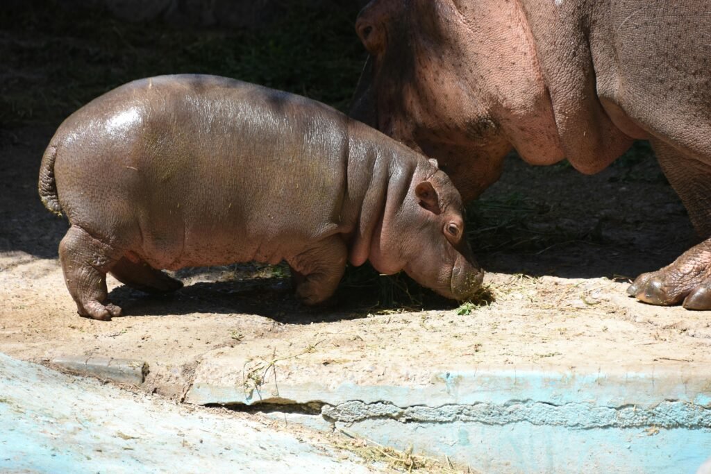 A baby hippo nuzzles close to its mother at the zoo, captured in natural light.