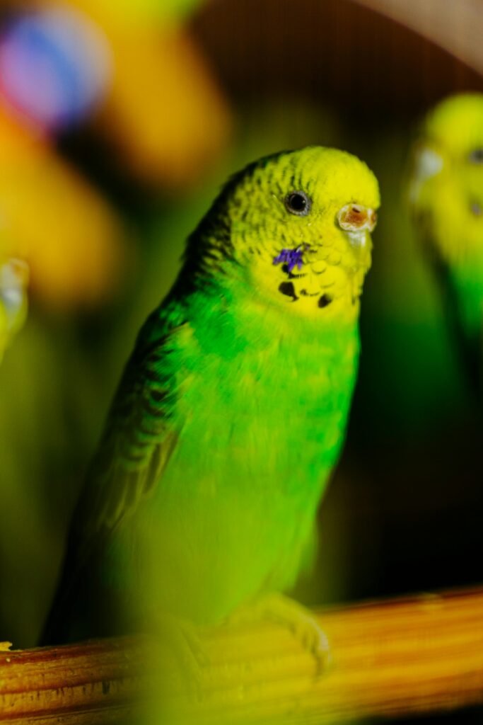Close-up of a vibrant green budgerigar with blurred background, ideal for animal themes.