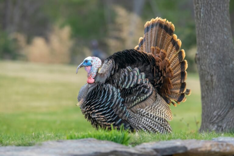 Close-up of a Turkey Walking on a Meadow