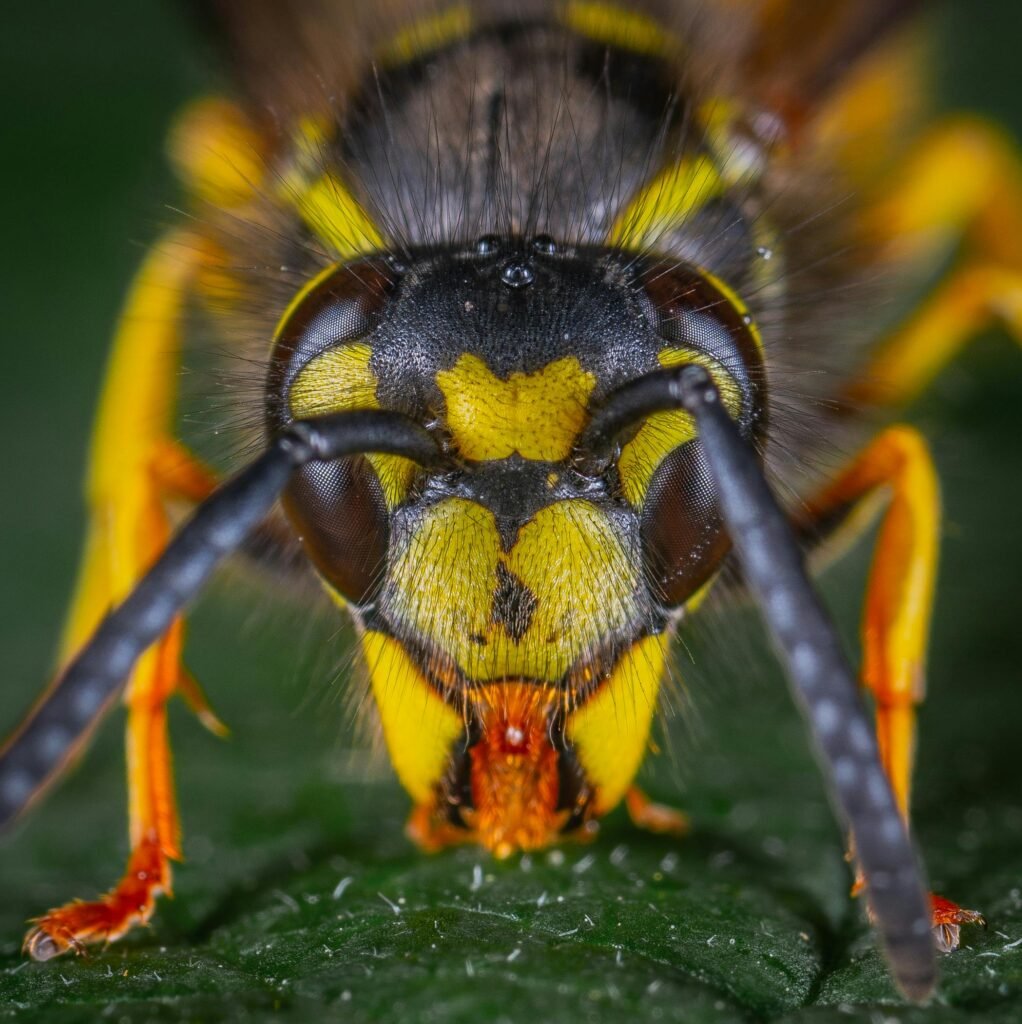 Close-up macro photograph of a yellow and black wasp focusing on its detailed features.