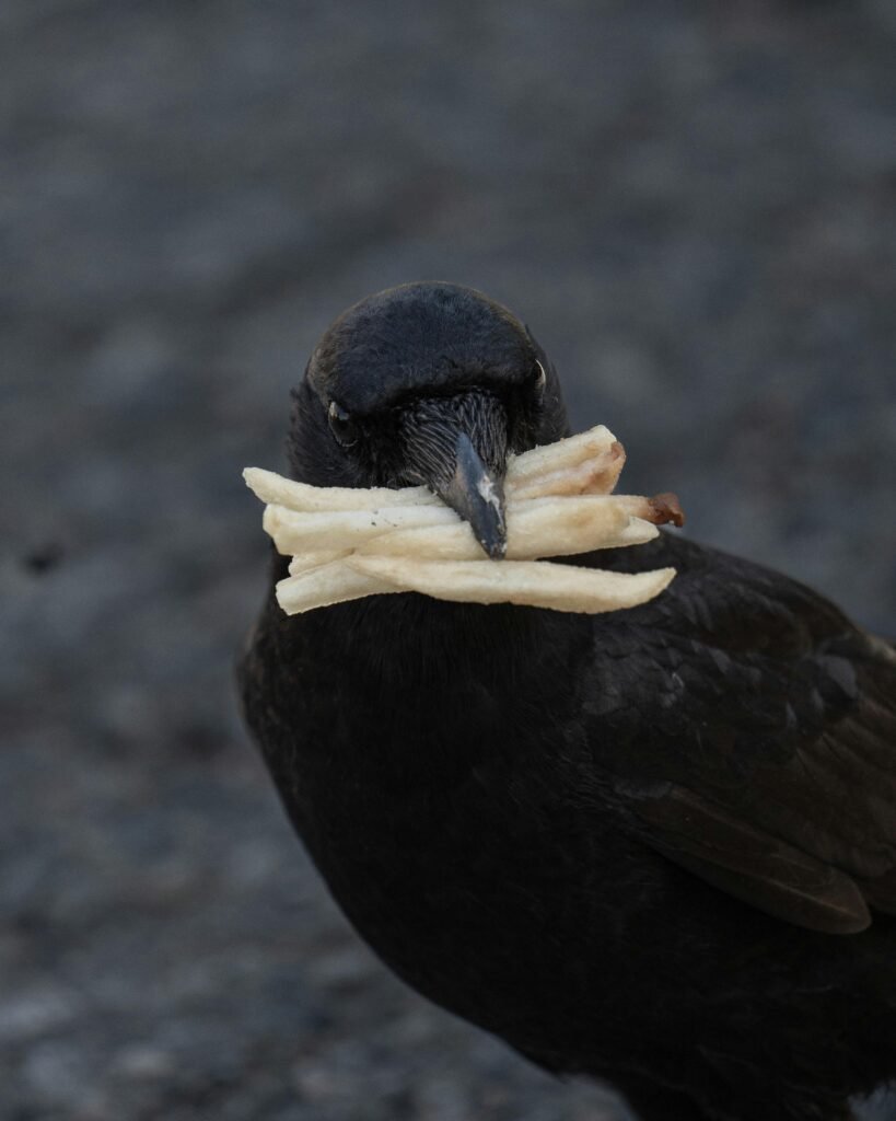 A close-up of a crow holding several french fries in its beak, captured in a natural setting.