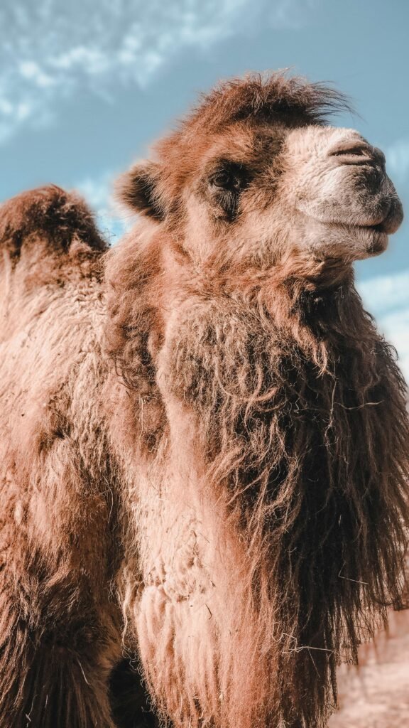 Close-up of a Bactrian camel with lush hair standing against a blue sky.