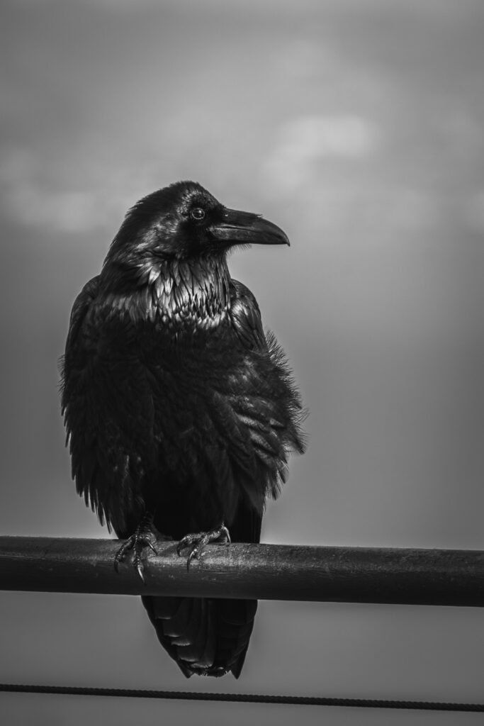 Stunning monochrome image of a crow perched on a rail, highlighting its plumage.