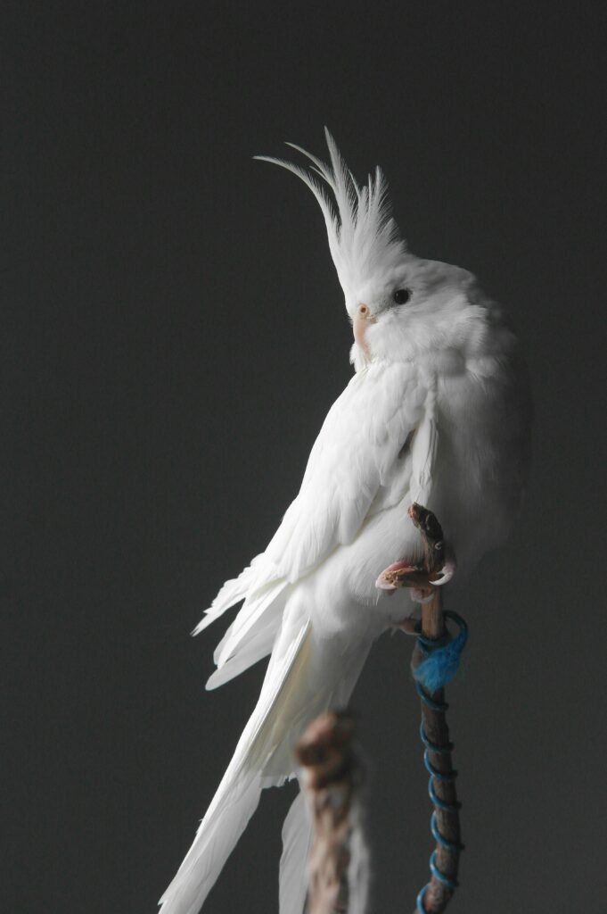 Close-up of a White Cockatiel Sitting on a Branch