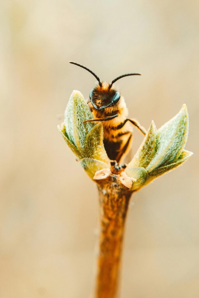 Detailed macro shot of a bee perched on a budding plant in springtime.