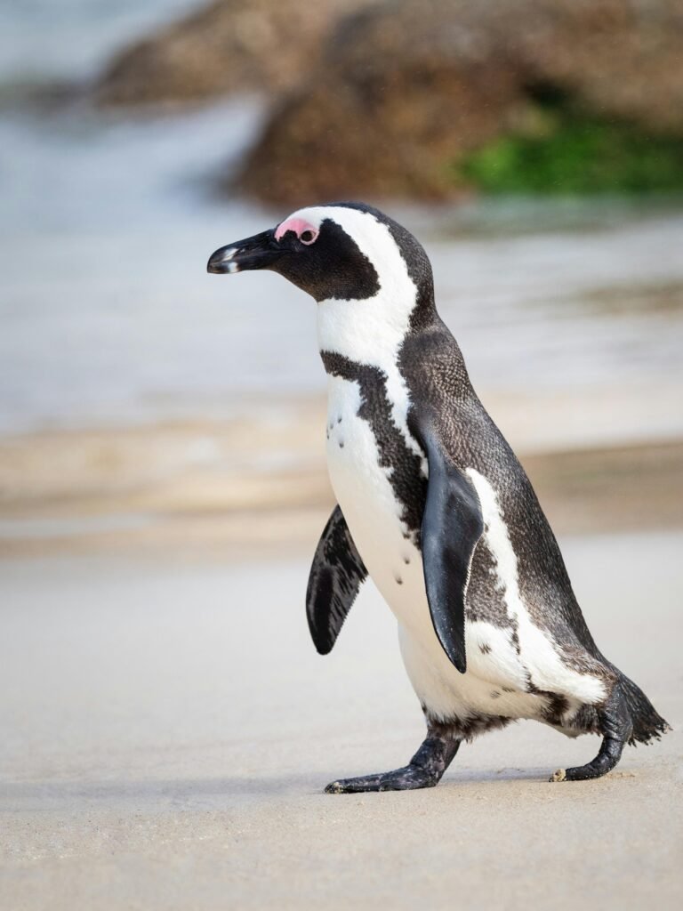 A solitary African penguin strolls along a sandy beach, showcasing its distinctive black and white feathers.