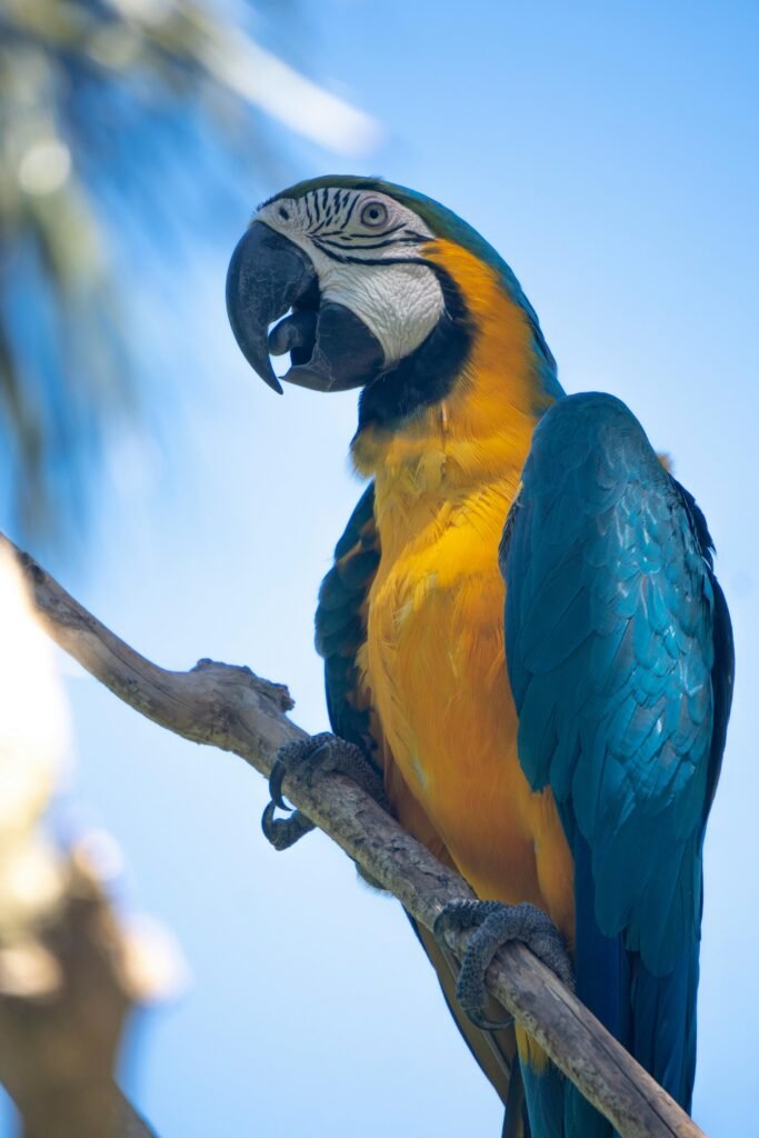 Colorful blue and yellow macaw perched on a branch in Bali, showcasing vivid feathers.