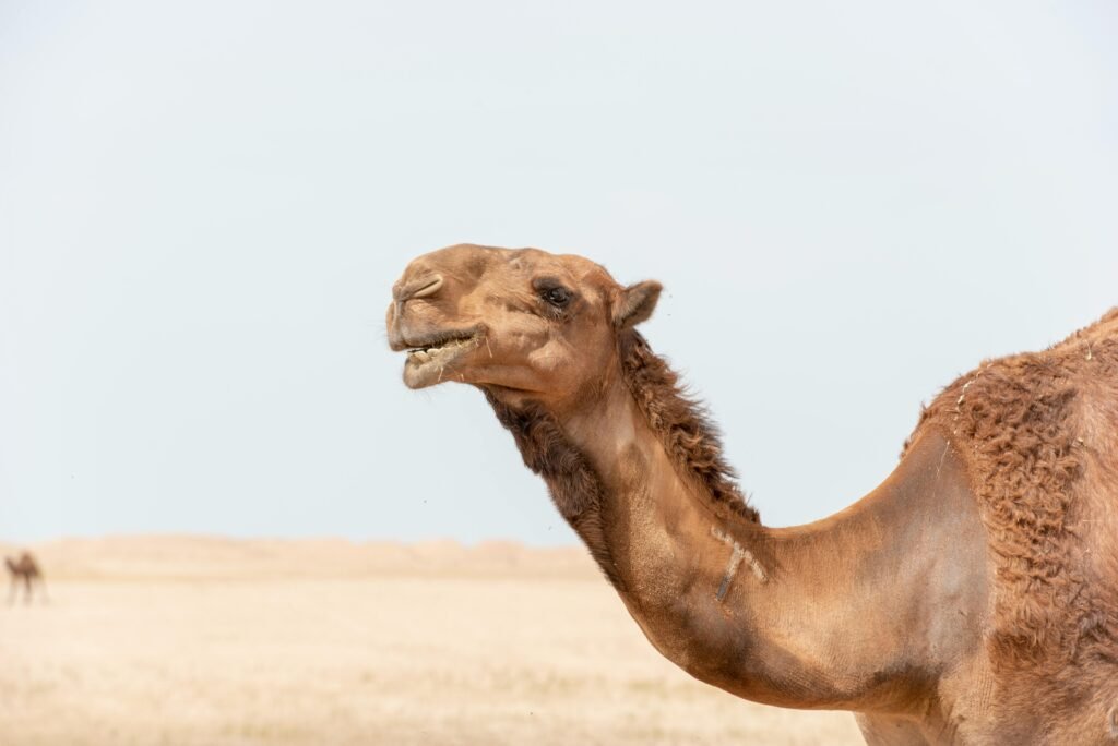 Close-up of a camel in a sunny desert landscape. Perfect for travel and nature themes.