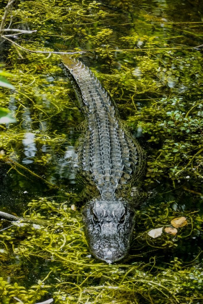 Close-up photo of an alligator swimming through a lush swamp filled with plant life and reflections.