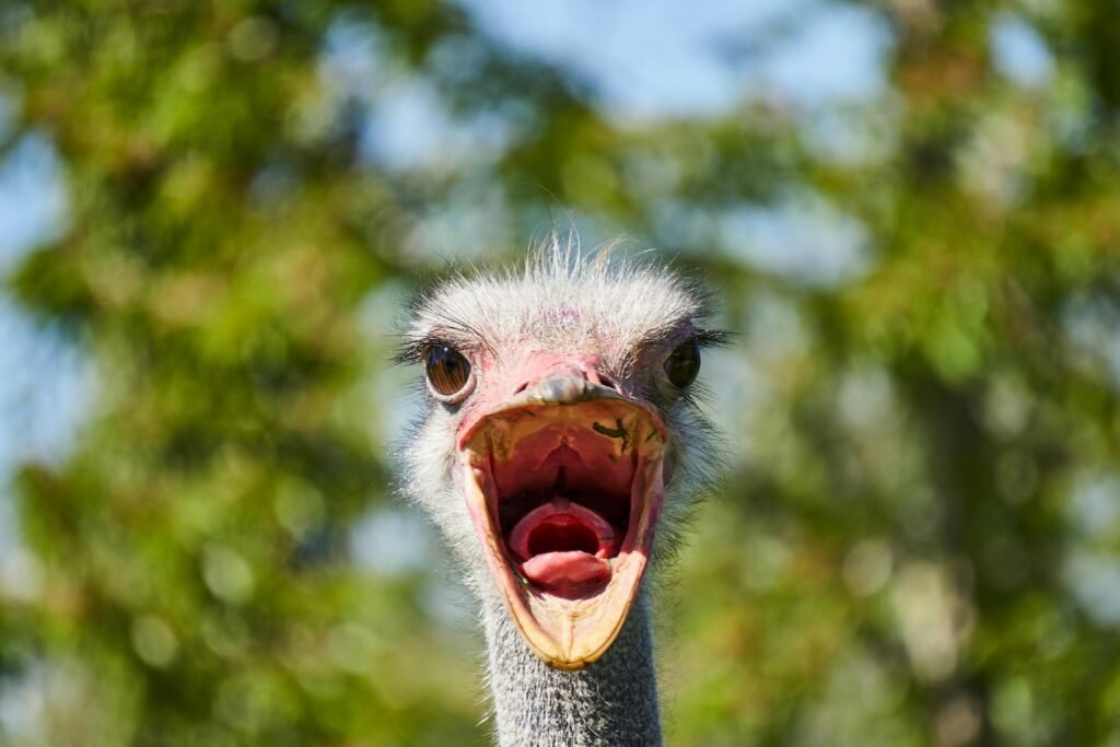 Grey Bird in Close-up Photography