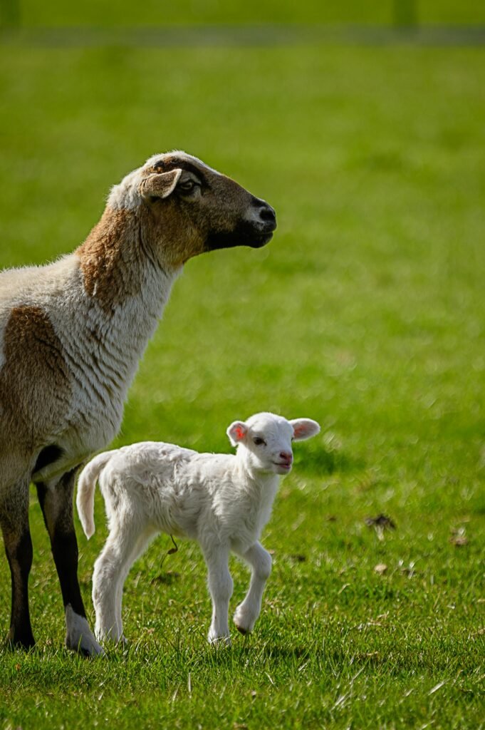 A mother sheep and her lamb standing in a lush green pasture on a sunny day.