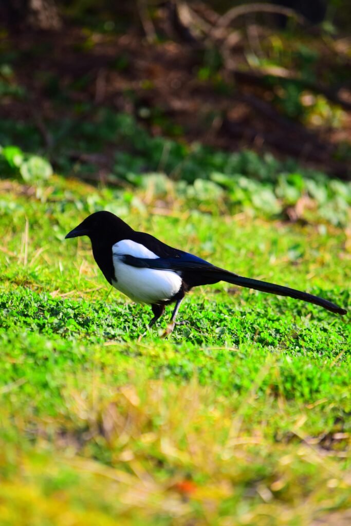 Common Magpie Bird Sitting on Sunny Grass in Forest
