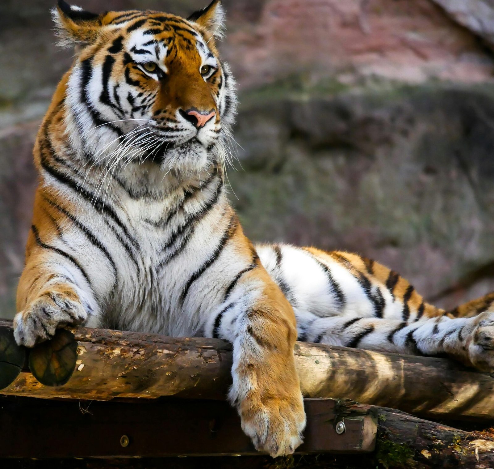 perfect-list-of-tiger-female-name-amazing-female-name