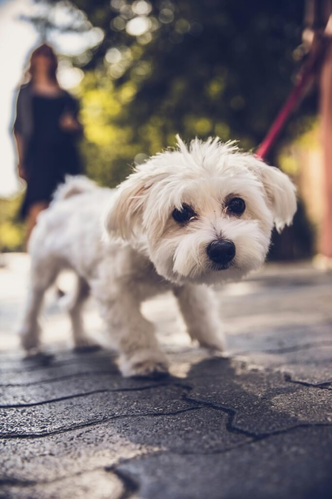 Cute white dog with fluffy fur walks on a sunlit pavement, leash held by blurred person.