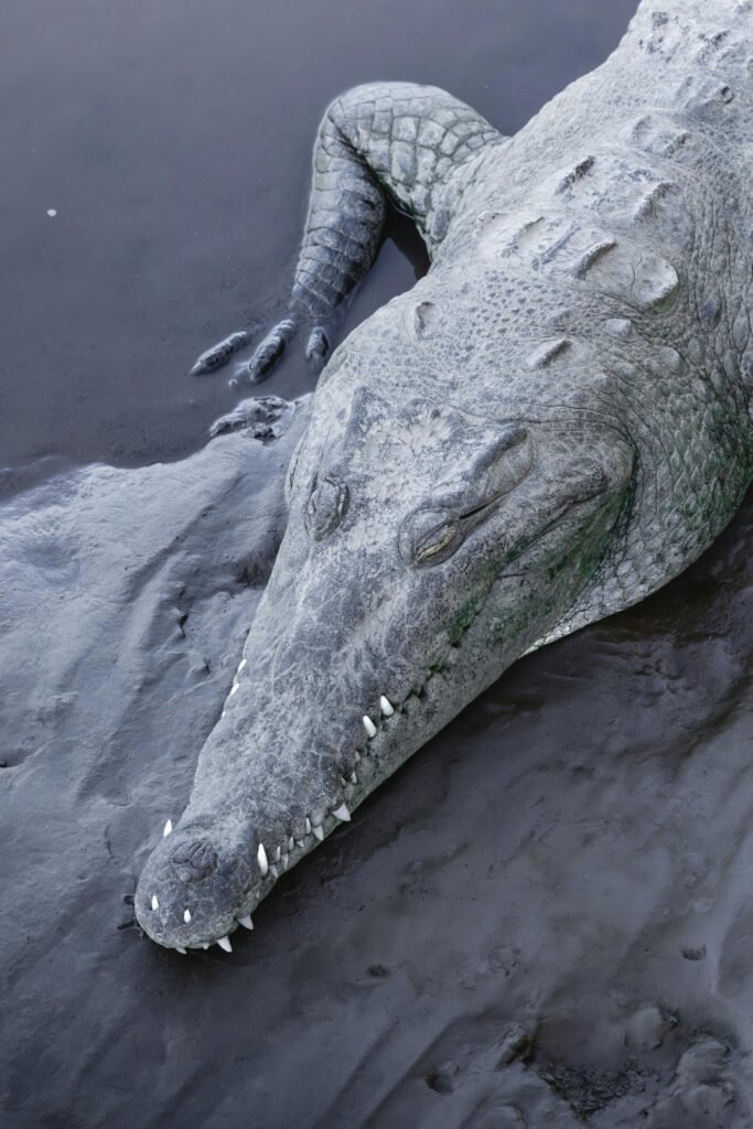 High angle shot of a crocodile lying on the riverbank showcasing detailed scales and texture.