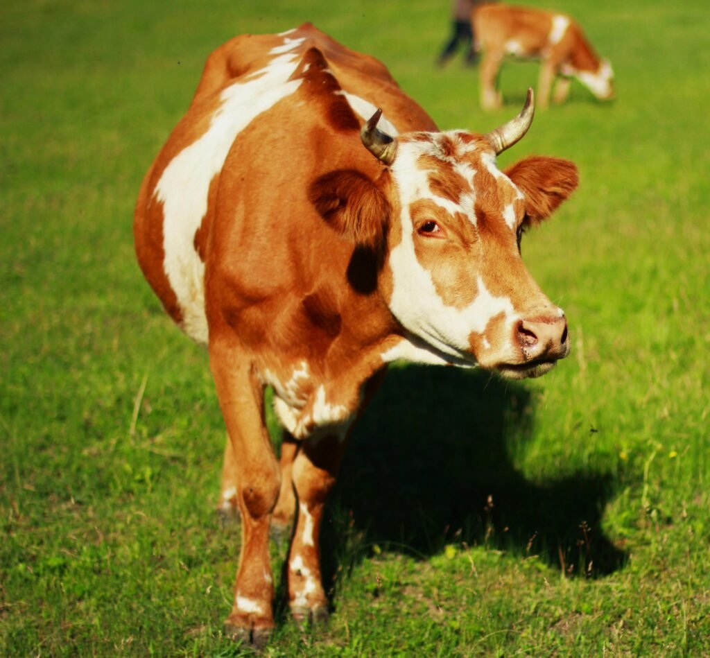 Close-up of a brown and white cow standing in a grassy pasture during daytime.