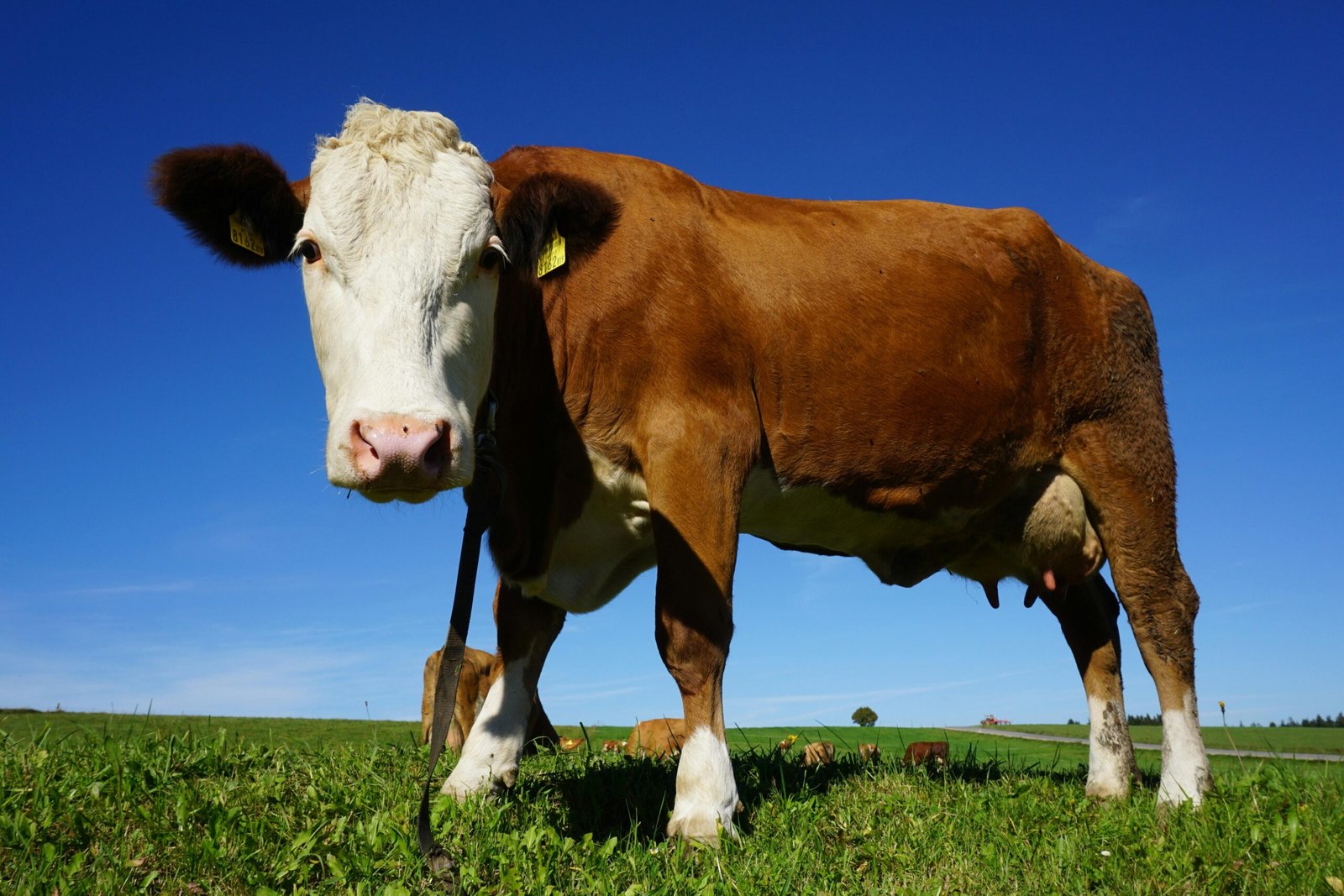 A close-up of a brown cow enjoying a sunny day in a vast green pasture.